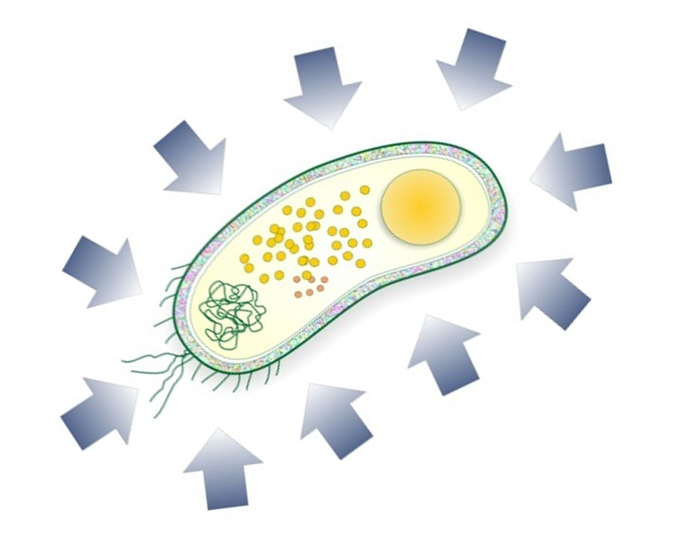 Bakterie utsatt for høyt trykk