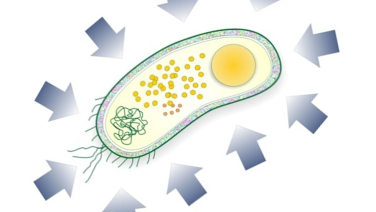 Bakterie utsatt for høyt trykk