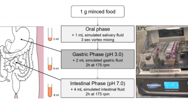 Illustration of in vitro digestion with the INFOGEST model 