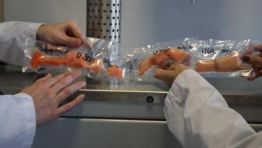 Bilde av mat pakket i plast ved forsøk med høytrykksprossesering i Nofima